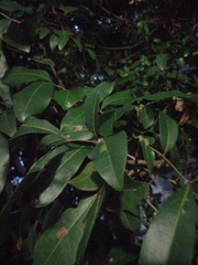 Melicoccus oliviformis