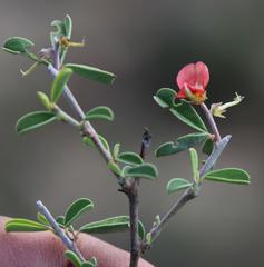 Indigofera sessilifolia