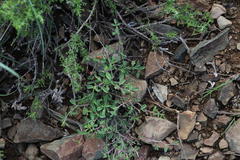 Indigofera sessilifolia