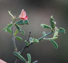 Indigofera sessilifolia