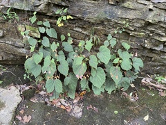 Begonia grandis