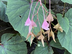 Begonia grandis