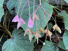 Begonia grandis