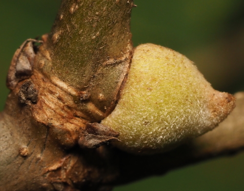 Oak Rough Bulletgall Wasp