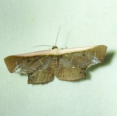 Tessarotis rubrata