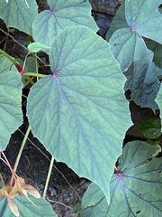 Begonia grandis