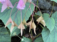 Begonia grandis