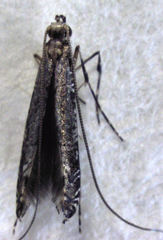 Conopomorpha cyanospila