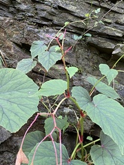 Begonia grandis