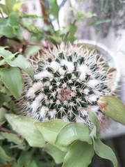 Mammillaria karwinskiana