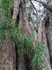 Astianthus viminalis