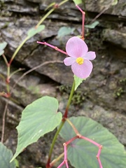 Begonia grandis