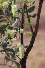 Grevillea dimidiata
