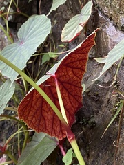Begonia grandis