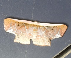 Tessarotis rubrata