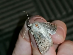 Agrotis bigramma