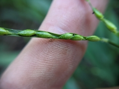 Urochloa platyphylla