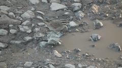 Emberiza capensis cinnamomea
