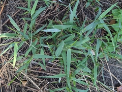 Urochloa platyphylla