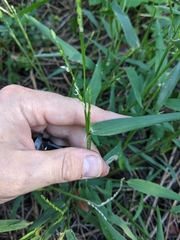 Urochloa platyphylla