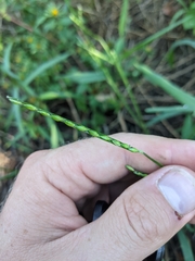 Urochloa platyphylla