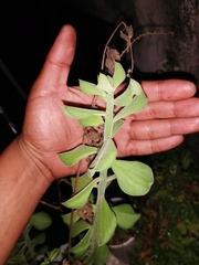 Pereskiopsis diguetii