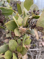 Arctostaphylos tomentosa hebeclada