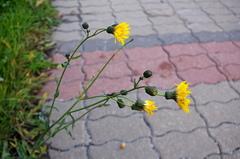 Sonchus arvensis