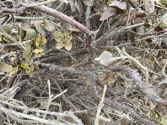Arctostaphylos tomentosa hebeclada