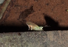 Ectomis metallescens