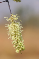 Grevillea dimidiata