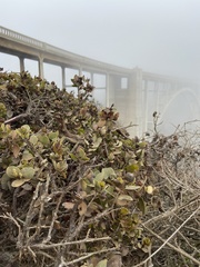 Arctostaphylos tomentosa hebeclada