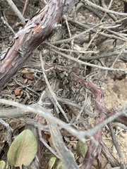 Arctostaphylos tomentosa hebeclada