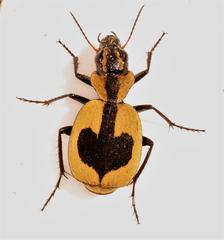 Graphipterus cordiger