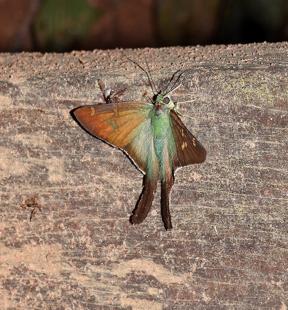 Polythrix metallescens