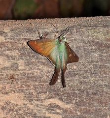 Ectomis metallescens