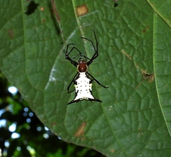 Micrathena miles