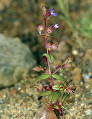 Collinsia callosa