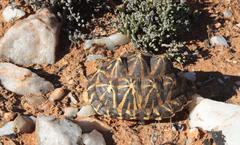 Psammobates tentorius trimeni