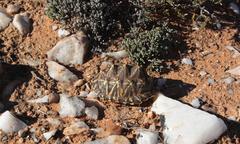 Psammobates tentorius trimeni