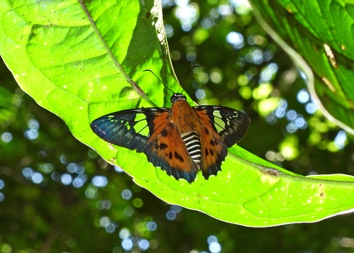 Fiery Myscelus