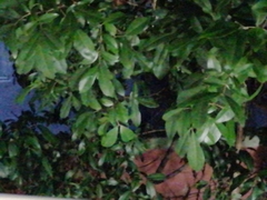 Melicoccus oliviformis