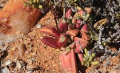 Crassula capitella thyrsiflora