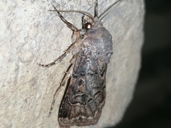 Agrotis bigramma