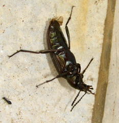 Stenochiinae