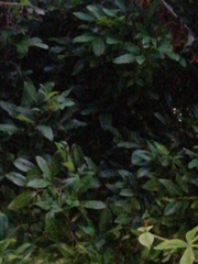 Melicoccus oliviformis