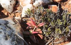 Crassula capitella thyrsiflora