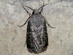 Agrotis bigramma