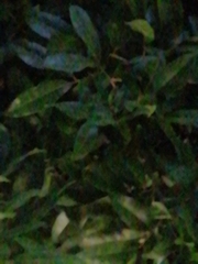 Melicoccus oliviformis