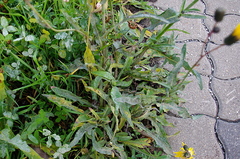 Sonchus arvensis
